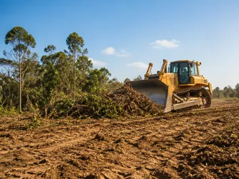 Extensive Land Clearing
